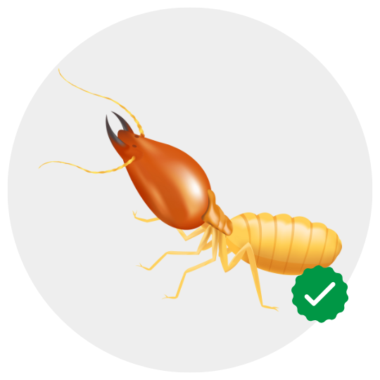 Termite Control Services by GPC
