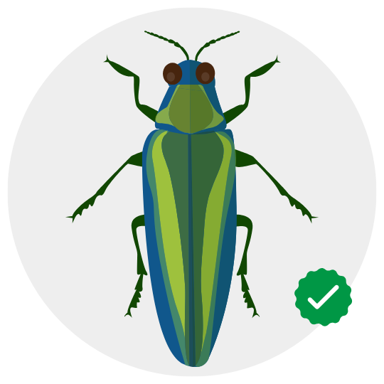 Wood Borer Control Services by GPC