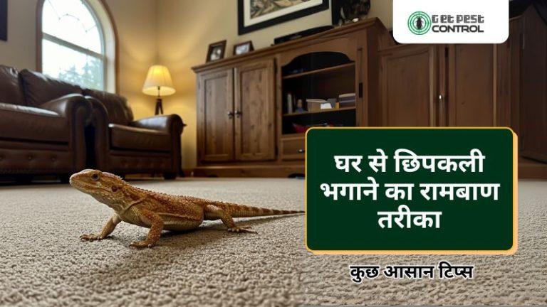 छिपकली भगाने के तरीके दिखाते हुए घरेलू उपाय जैसे स्प्रे, प्राकृतिक सामग्री और कोनों में इस्तेमाल की प्रक्रिया