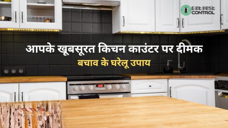 Protecting kitchen counter from termites with preventive treatment and pest control measures to safeguard wooden surfaces from damage