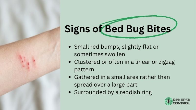 Infographic showing signs of bed bug bites, including small red bumps, zigzag or clustered bite patterns, and reddish rings around the bites.