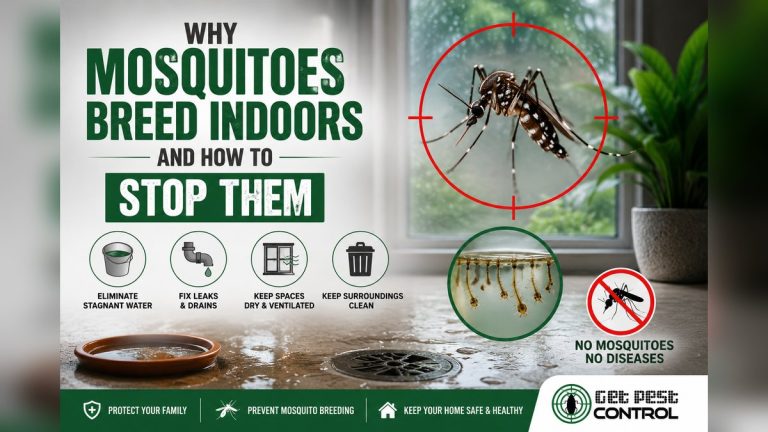 Why Mosquitoes Breed Indoors During Monsoon and How to Stop Them